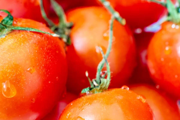 Rote Tomaten Mit Wassertropfen Großaufnahme — Stockfoto