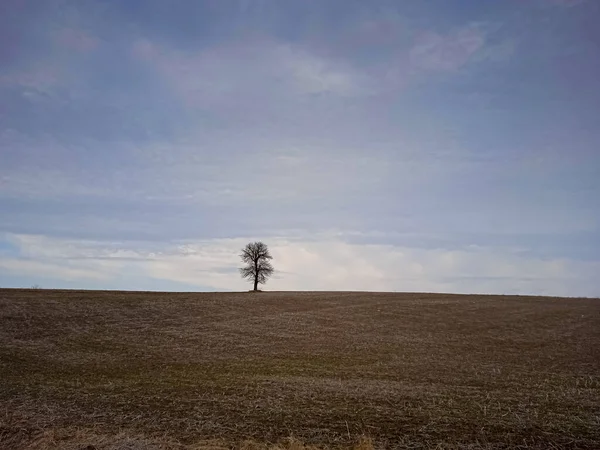 Одинокое Дерево Поле — стоковое фото