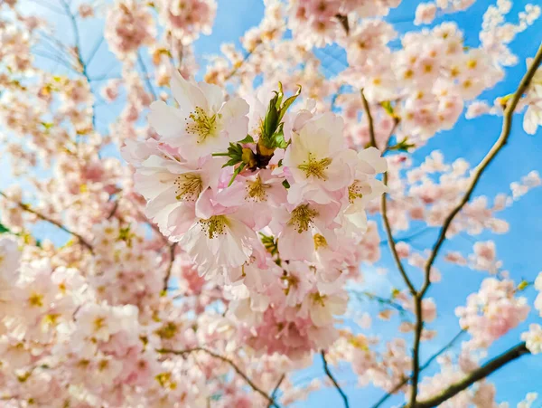 樱花在蓝天的映衬下绽放 — 图库照片