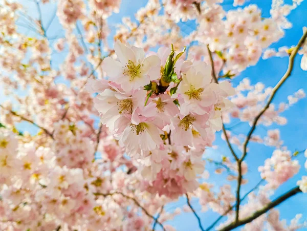 Körsbär Blommar Mot Den Blå Himlen — Stockfoto