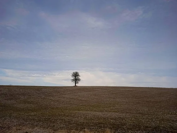 Lonely Tree Field — Stock Photo, Image