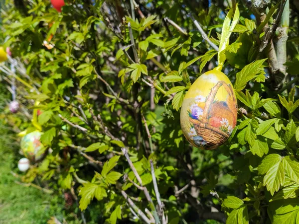 Paskalya Dan Önce Ağaçları Yumurtalarla Süslemek — Stok fotoğraf