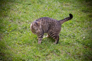 Çizgili bir kedi çimlerin üzerinde yürüyor..