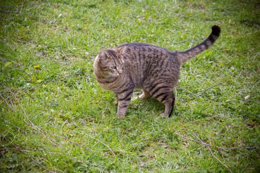 Çizgili bir kedi çimlerin üzerinde yürüyor..