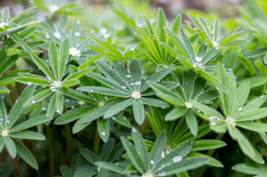 Lupinus yaprağına bir damla su..