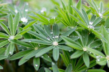 Lupinus yaprağına bir damla su..