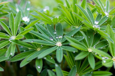Lupinus yaprağına bir damla su..