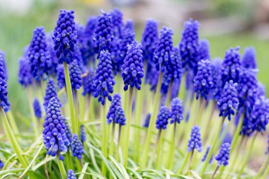 Bahçe yatağında mavi Muscari. Yakın plan..