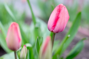 Bahar bahçesinde laleler.