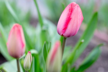 Bahar bahçesinde laleler.