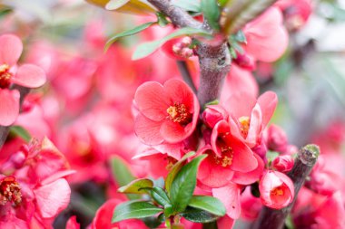 Chaenomeles japonica baharda açar, kırmızı çiçekler bir çalıda..