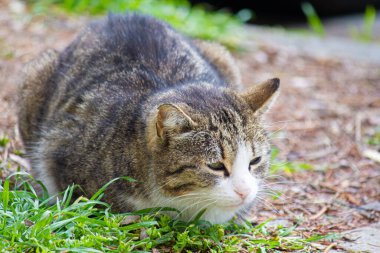 Yorgun kedi sokakta oturuyor..