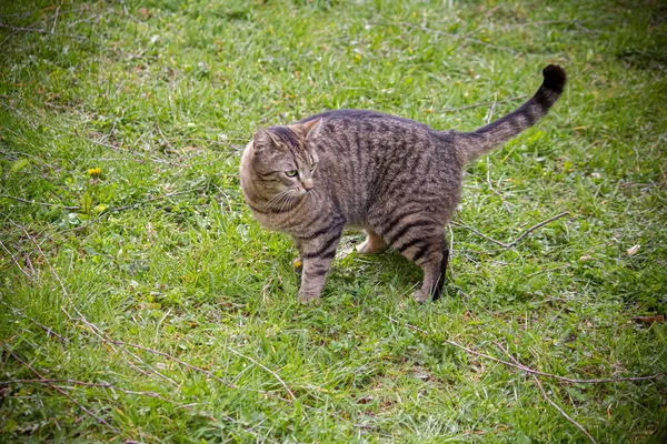 Çizgili Bir Kedi Çimlerin Üzerinde Yürüyor — Stok fotoğraf