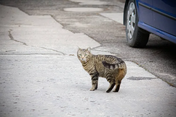 Gato Caminando Por Calle — Foto de Stock