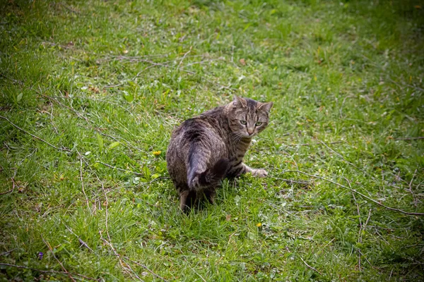 Μια Ριγέ Γάτα Περπατάει Στο Γρασίδι — Φωτογραφία Αρχείου