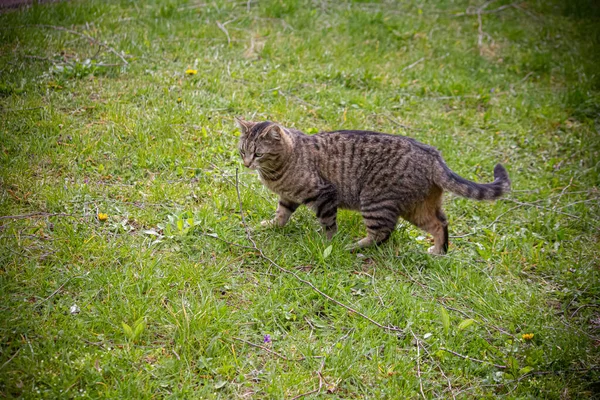 Eine Gestreifte Katze Läuft Über Das Gras — Stockfoto