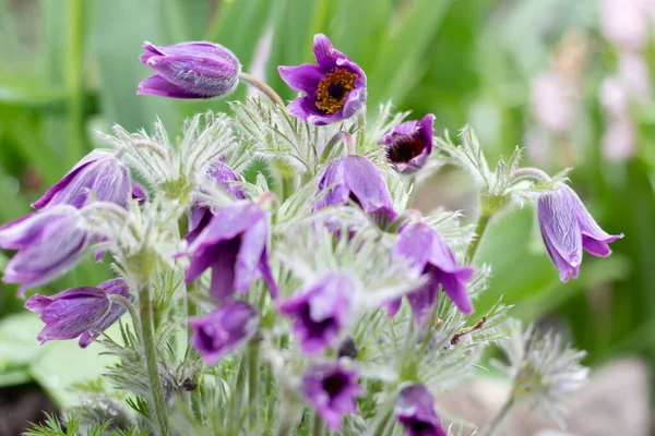 stock image Pulsatilla patens L. in spring in a garden bed.