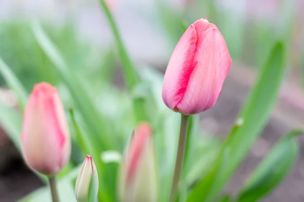 Tulips Spring Garden — Stock Photo, Image