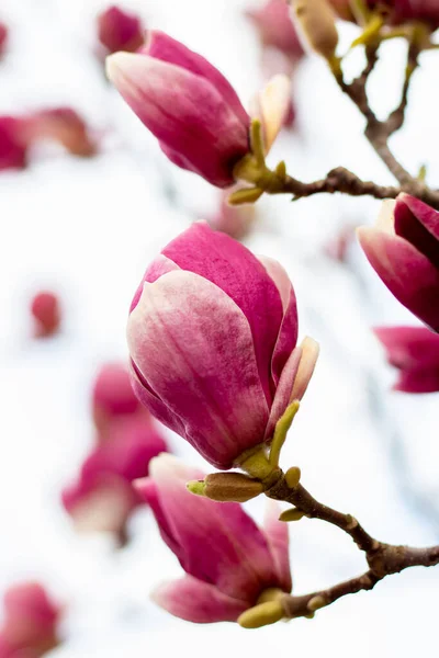 Fleur Magnolia Rose Sur Arbre — Photo
