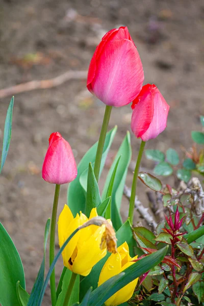 Tulips Spring Garden — Stock Photo, Image