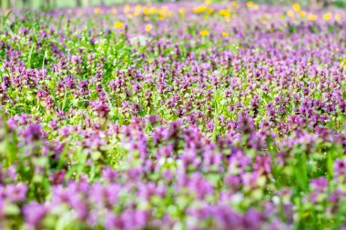 Lamium ve karahindiba ormandaki bir tarlada. 