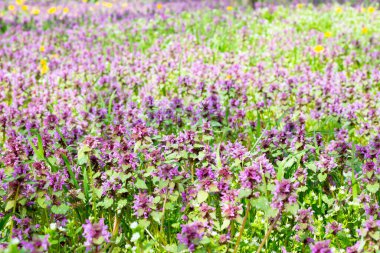 Lamium ve karahindiba ormandaki bir tarlada. 