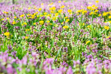 Lamium ve karahindiba ormandaki bir tarlada. 