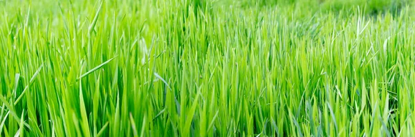 The texture of green grass in the panorama. Header.