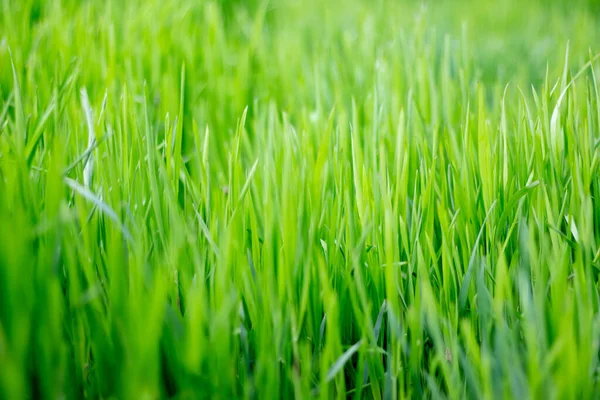 Tekstura Trawa Zielony — Zdjęcie stockowe