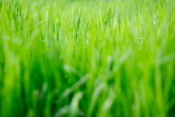 The texture of green grass.