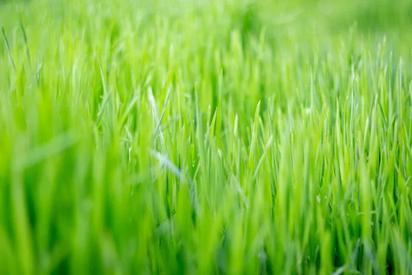 Texture Green Grass — Stock Photo, Image