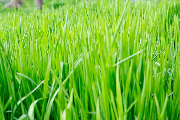 Текстура Зеленої Трави — стокове фото