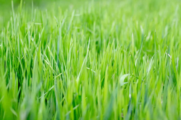 The texture of green grass.