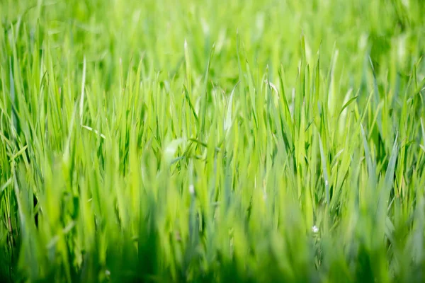 Tekstura Trawa Zielony — Zdjęcie stockowe