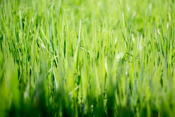 Texture Green Grass — Stock Photo, Image