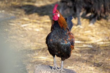 Horoz bahçede yürüyor..