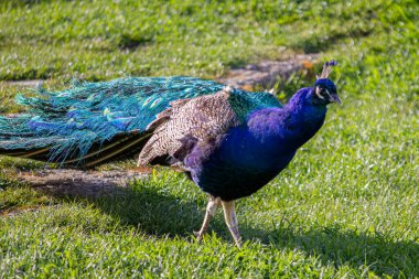 Güzel mavi bir tavus kuşu tarlada yürüyor..