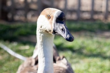 Çiftlik avlusunda kaz.