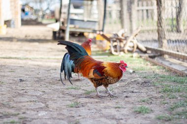 Horoz etrafta yürüyor. 
