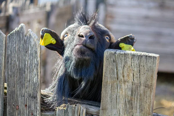 One Goat Fence Farm — Stock Photo, Image