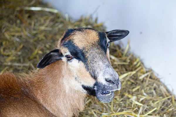 stock image One goat in a fence on a farm.