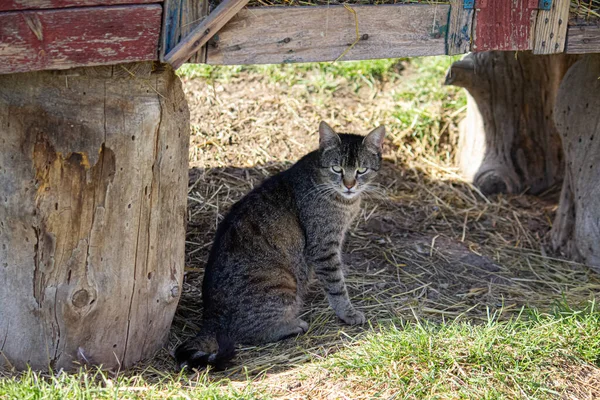 stock image The cat is in the yard, sitting resting.