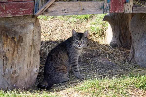 Die Katze Sitzt Auf Dem Hof Und Ruht — Stockfoto