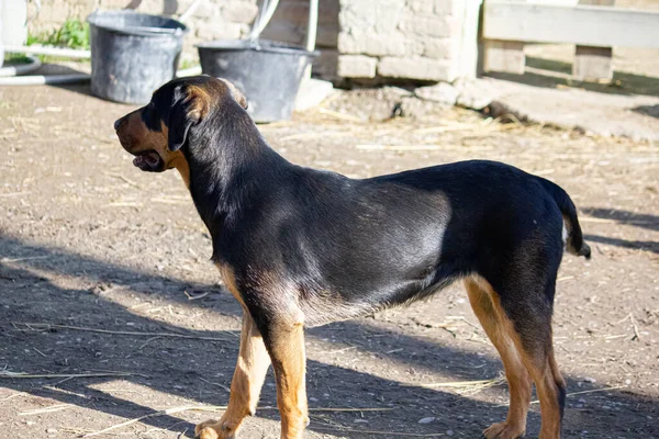 Pes Bez Domova Kráčí Ulicí — Stock fotografie