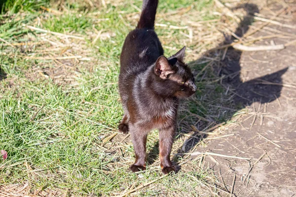 Kot Spacerujący Ulicą — Zdjęcie stockowe
