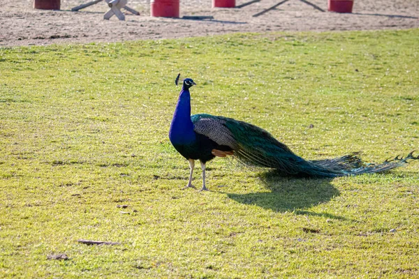 美しい青い孔雀が畑を歩いている — ストック写真