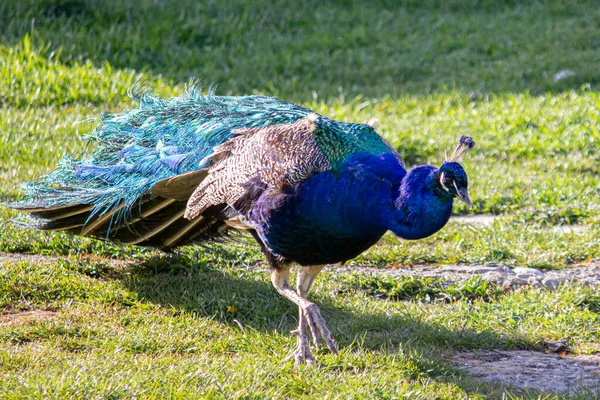 Beautiful Blue Peacock Walks Field — Stock Photo, Image