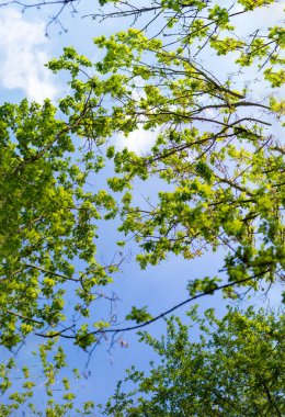 İlkbaharda ağaçlar gökyüzüne karşı.