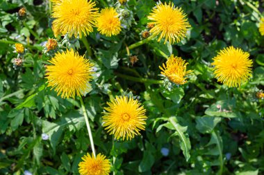 Lamium ve karahindiba ormandaki bir tarlada.