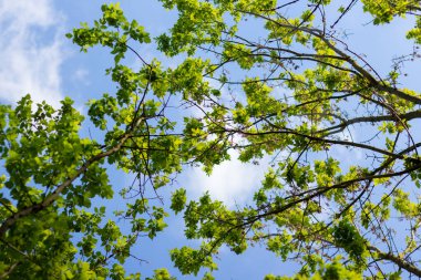 İlkbaharda ağaçlar gökyüzüne karşı.